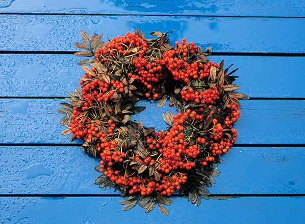 rönn, Sorbus aucuparia