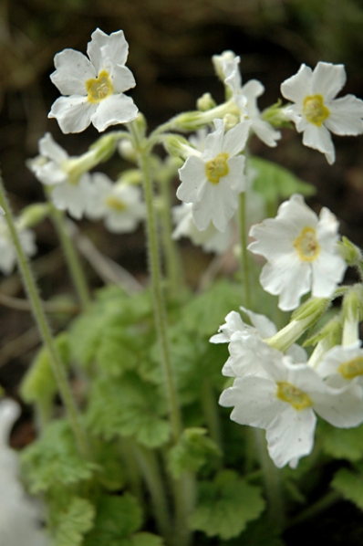 Primula kisoana 'alba'