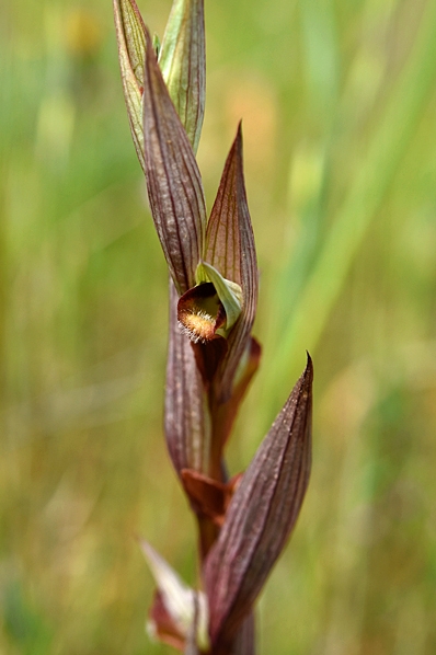 Satyrnycklar, Serapias sp.