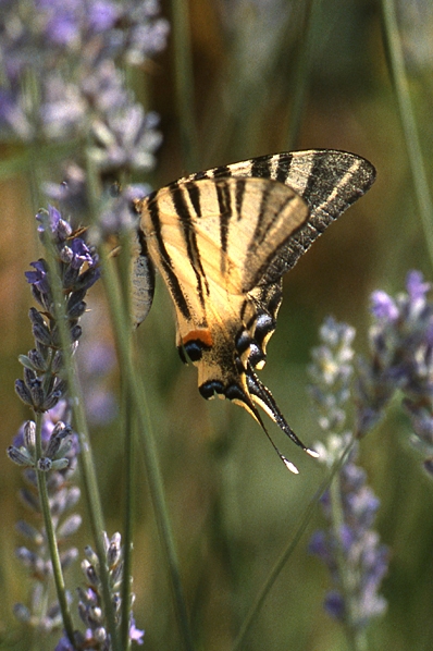 Segelfjäril, Iphiclides podalirius