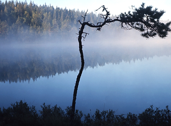Skogssjö, morgondimma, gryning, gryningsljus