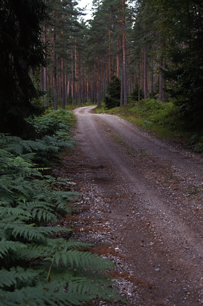 Skogsväg, barrskog