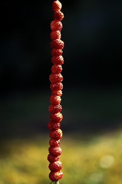 Smultron, Fragaria vesca
