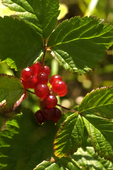 Stenbär, Rubus saxatilis