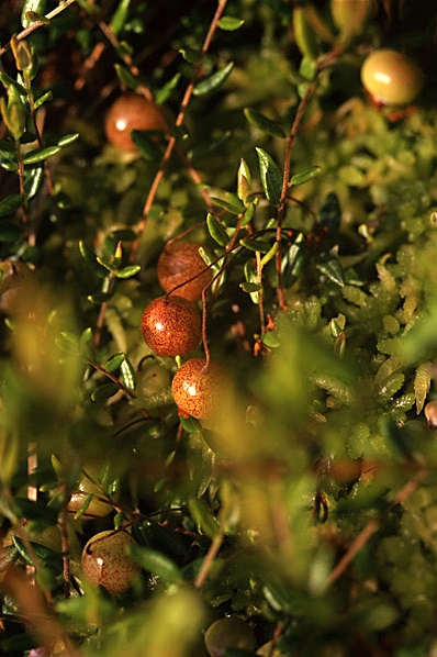Tranbär, Vaccinium oxycoccos