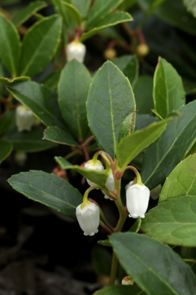 Tuvvaktelbär, Gaultheria procumbens