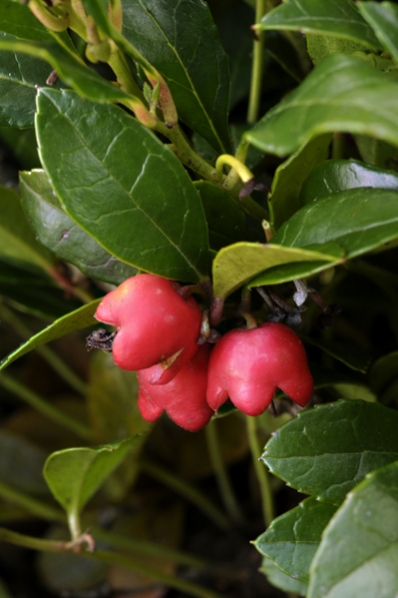 Tuvvaktelbär, Gaultheria procumbens