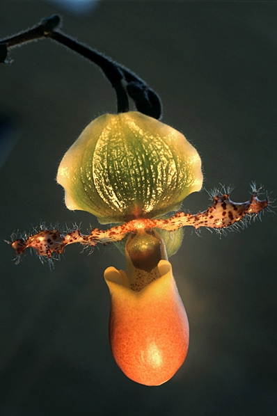 Venussko 'Pinoccio', Paphiopedilum