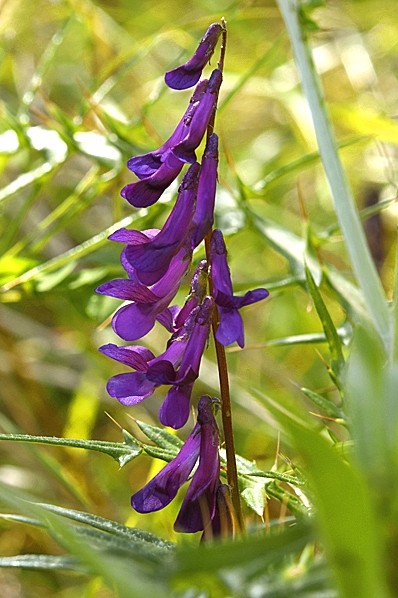 Luddvicker, Vicia villosa