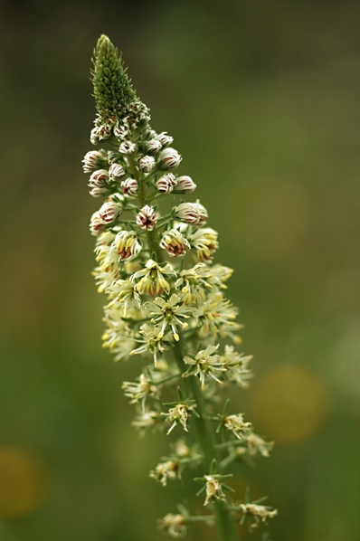 Vitreseda, Reseda alba
