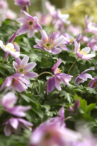 Vitsippor, Anemone nemorosa, Vitsippa, Röd vitsippa