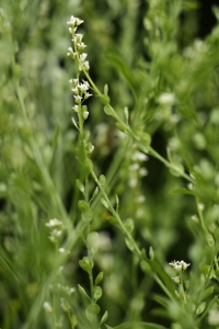 Kryddkrasse, Kryddkrassing, Smörgåskradsse, Lepidium sativum