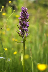 Dubbelnycklar, Dactylorhiza majalis, Majnycklar
