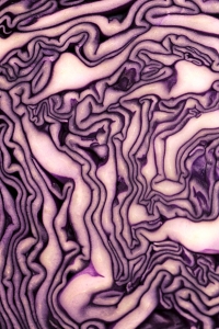 Rödkål, Brassica oleracea