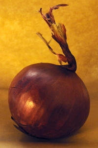 Rödlök, Allium cepa