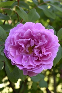 Ros 'Therese Bugnet'