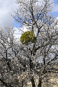 Mistel, Viscum album, Europeisk mistel