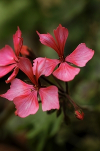 Pelargon, pelargonium