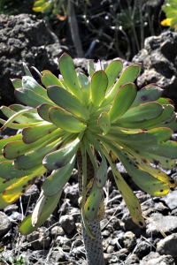 Skafttaklök, Aeonium urbicum, Teneriffa, taklök