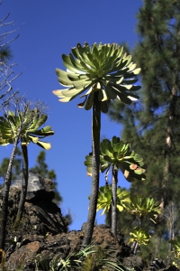 Skafttaklök, Aeonium urbicum, Teneriffa, taklök