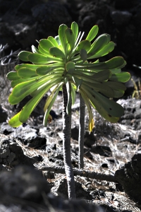 Skafttaklök, Aeonium urbicum, Teneriffa, taklök