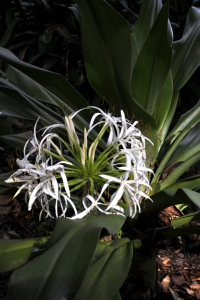 Strandkrinum, Crinum asiaticum