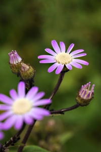 Pericallis echinata