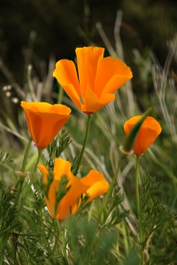 Kalifornisk vallmo, Eschscholzia californica, Sömntuta