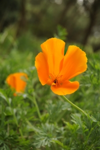 Kalifornisk vallmo, Eschscholzia californica, Sömntuta