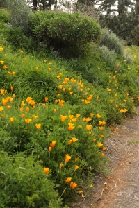 Kalifornisk vallmo, Eschscholzia californica, Sömntuta