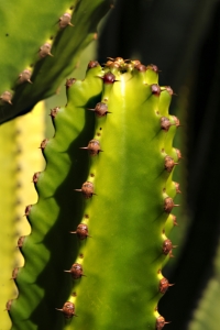 Kandelabereuforbia, Euphorbia canariensis