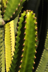 Kandelabereuforbia, Euphorbia canariensis