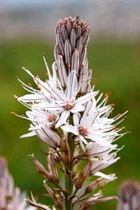 Afodill, Asphodelus aestivus, asphodel