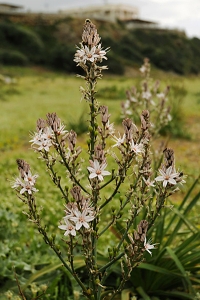 Afodill, Asphodelus aestivus, asphodel