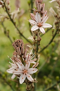 Afodill, Asphodelus aestivus, asphodel