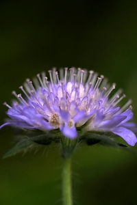 Åkervädd, Knautia arvensis