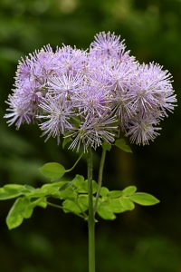 Aklejruta, Thalictrum aquilegifolium