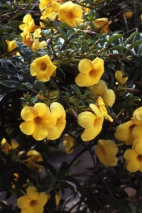 Allamanda cathartica