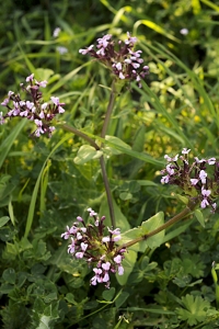 Algersallat, Fedia cornucopiae