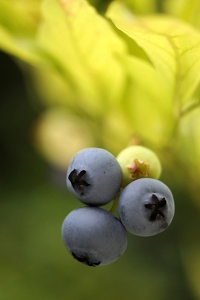 Amerikanska blåbär, Vaccinium 