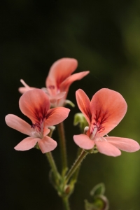 Pelargon 'Angeleyes orange'