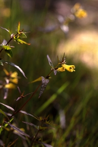 Ängskovall, Melampyrum pratense