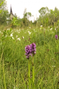 Dactylorhiza incarnata var, incarnata
