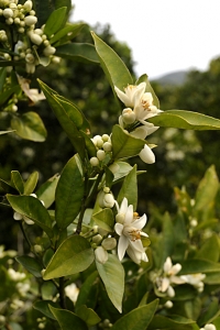 Apelsin, Citrus sinensis