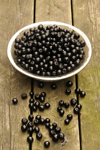 Svart aronia, Aronia melanocarpa