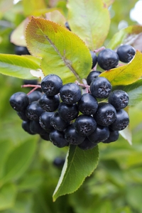 Svart aronia, Aronia melanocarpa