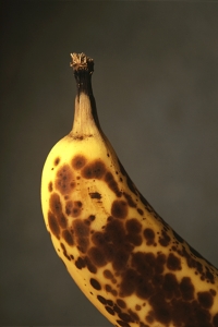 Banan, Musa sp.