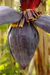 Banan, bananblomma, musa