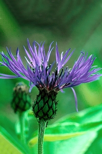 Bergklint, Centaurea montana