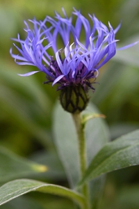 Bergklint, Centaurea montana